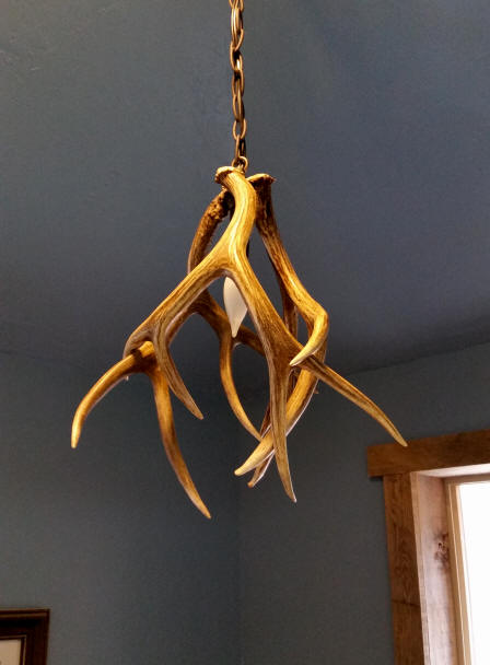 Mule Deer Antler Pendant Light With Three Naturally Shed Antlers
