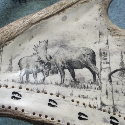 bull moose sparing scrimshaw