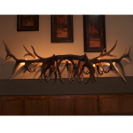 Elk Antler Bar Light