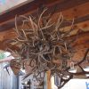 mule deer Antler ball Chandelier