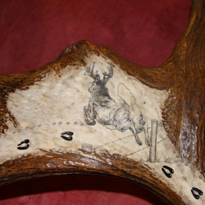 Scrimshaw of whitetail deer