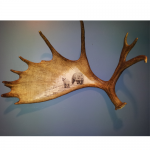 Grizzley bear scrimshaw on moose antler