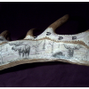 Scrimshaw on antler of two bull moose