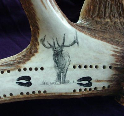 Bugling Bull Elk Scrimshaw