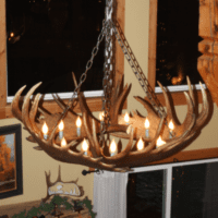 round moose antler chandelier