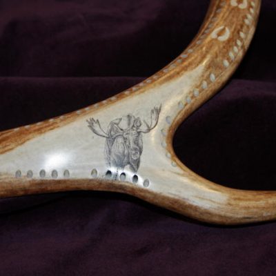 Bull moose scrimshaw