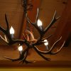 small mule deer antler light