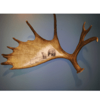 Grizzley bear scrimshaw on moose antler