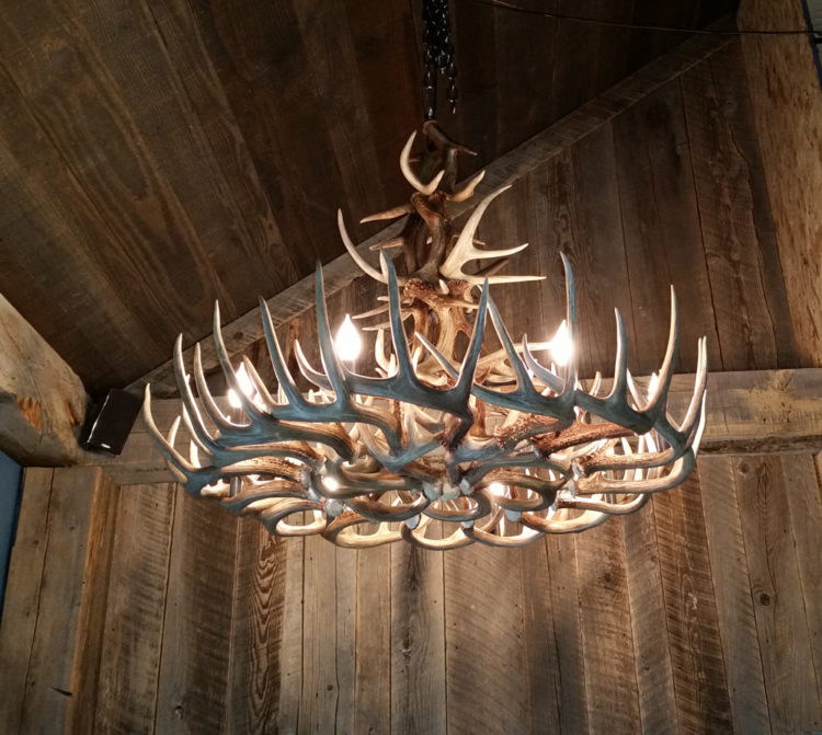 White-Tailed Deer Antler Chandelier