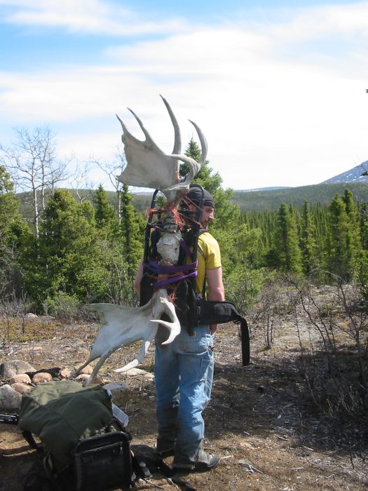 Earth Bone Moose Rack