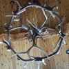 trophy elk antler chandelier