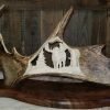 Bull Moose Antler Carving paddle
