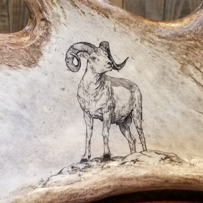 dall sheep scrimshaw antler art