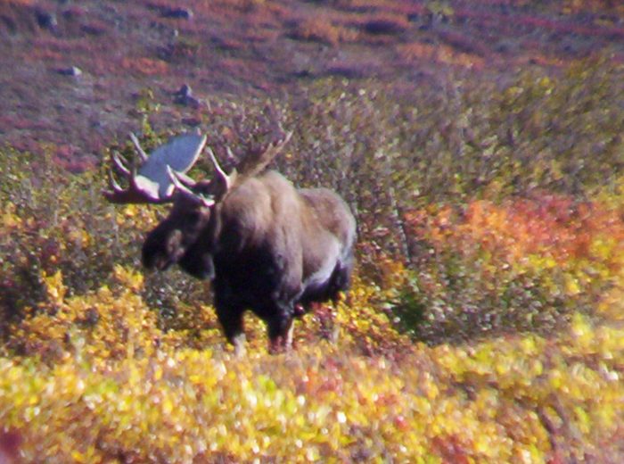 bull moose