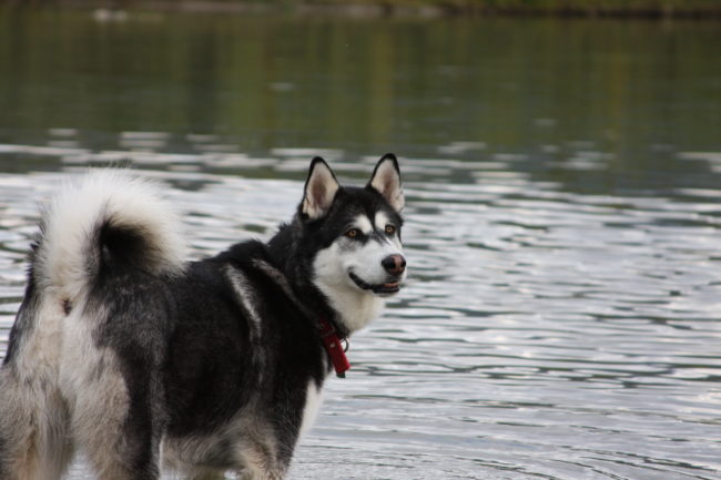 Alaska Malamute