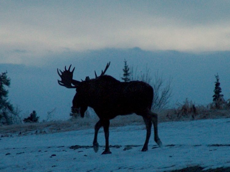 Eureka Bull moose AK