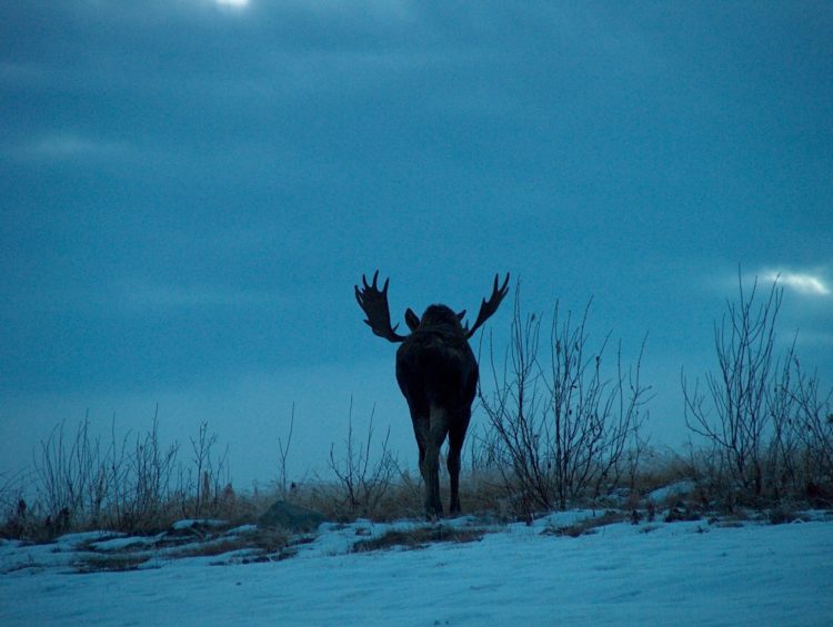 Eureka Bull moose