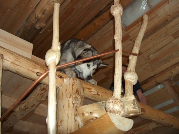 Giant malamute test run