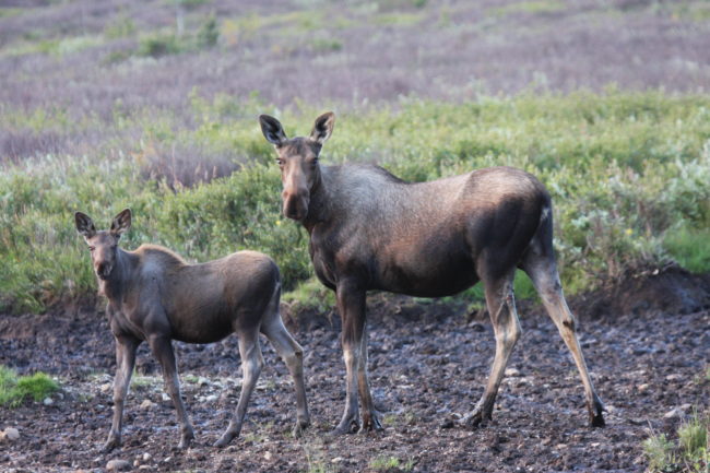 Moose pair