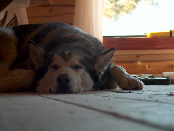 Tired Malamute