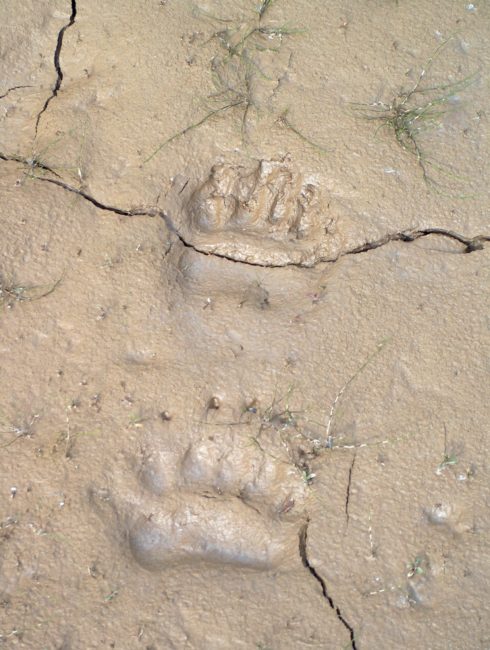 bear tracks