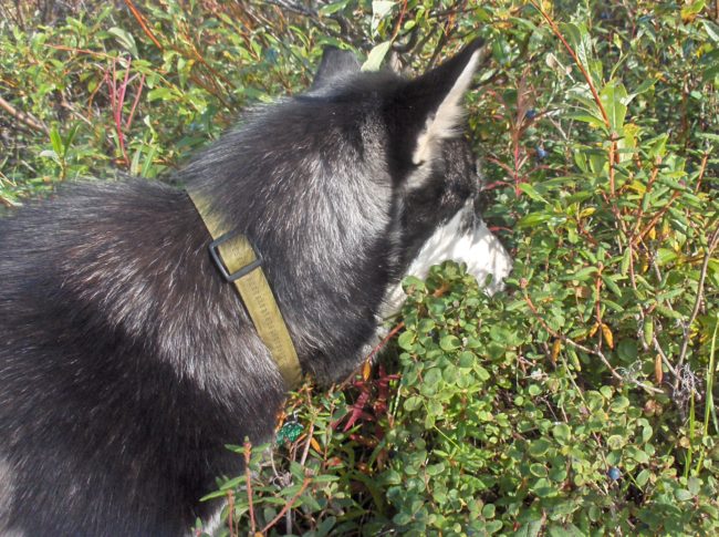 blueberry hunter