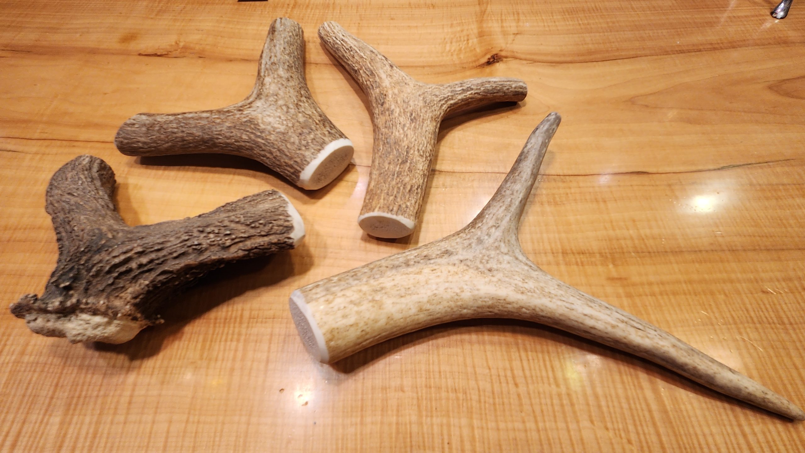 Elk Antler Dog Chews XL Montana Antler Works