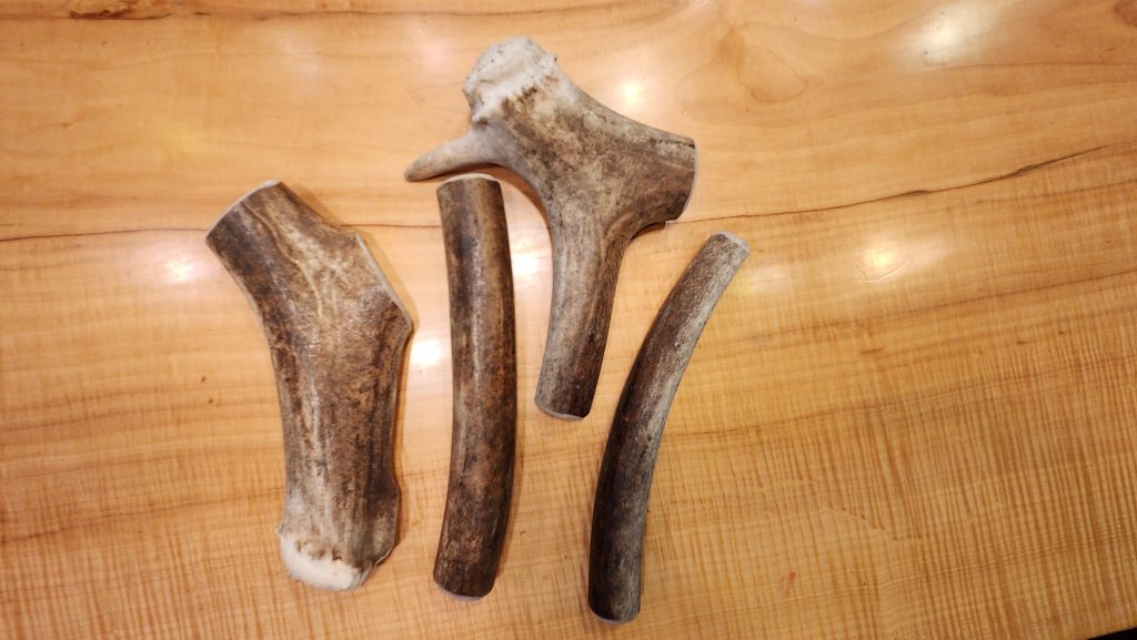 xl caribou antler dog chew