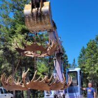 Great Room Moose Chandelier