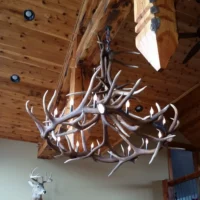 Handcrafted elk antler chandelier with authentic trophy elk mount