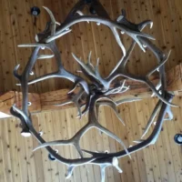 Symmetrical trophy elk antler chandelier for rustic home decor